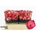 R GR APPLE JACK - .