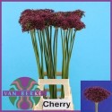 ALLIUM CHERRY - .