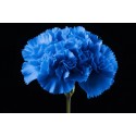DIANTHUS ST BLUE - .