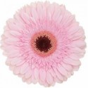 gerbera PRE SEMMY - .