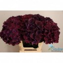 hortensia M MAG RUBYRED P - Mts. Ermstrang