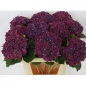 hortensia M CH MON AMO PA - Kwekerij Duynveld