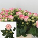 R branchue Charming rose piano - Schittko...