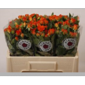 R branchue babe - Elite Flora