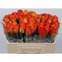 R Gr kingsday+ - Lafto Roses - Ethiopia