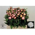 pivoine L GARDENIA - .