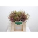 ALLIUM SCHUBERTII - .