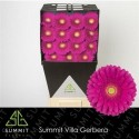 gerbera FLAMENCO - .