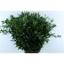 RUSCUS 200 GR - .