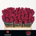 R GR RED NAOMI! - .
