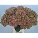 hortensia M MAG CORAL - .