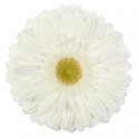 gerbera ABE+ - .