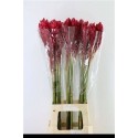 ALPINIA PURPURATA - Ter Haar Ornamental Fl