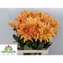 DAHL STRIPED VULCAN - E.P.M. Loos en Zn VOF