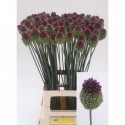 ALLIUM SPHAEROCEPHAL - Firma Klein