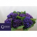 hortensia M ROYAL KING - Queens Flower BV