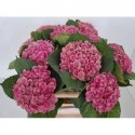 hortensia M Mag Amethyst - WingFlowers VOF