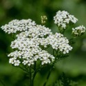 Achilea Blanc - France-Midi