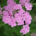 Achilea Rose - France-Midi