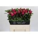 PAEONIA RED SARAH BERNHARDT - .