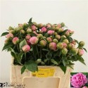 pivoine L JACORMA - .