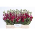 giroflée CENTUM RED - .