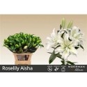lilium double AISHA 4+ - .