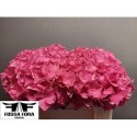 hortensia M CH RODEO RD - .