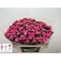 poete S WILL PINK - .
