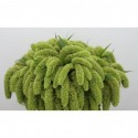 Setaria italica lait entier - Kaddouri, M.