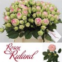 R branchue Charming rose PIANO - .