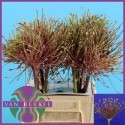 ALLIUM SCHUBERTII - .