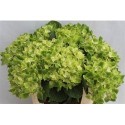 hortensia M MAG SUMMERGR - .