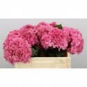 hortensia glowing alps - Royal Roses Bv