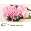hortensia macr verena - Royal Hortensia