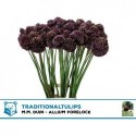 ALLIUM FORELOCK - TraditionalTulips MM Duin