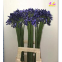 Agapanthe bleu - Hollande