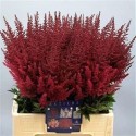 Astilbe Paul Gaardener - Hollande