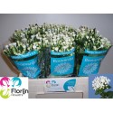 Bouvardia blanc sensation - Hollande