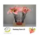anthurium Fan Love rose WATER 45CM - .