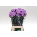 œillet gros FL MOONAQUA 70CM - .