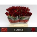 R GR FURIOSA - .