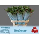 ALSTR ROCKSTAR - .