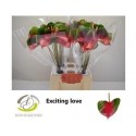 anthurium AA EXCITING LOVE WATER 45CM - .