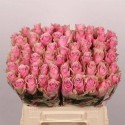 R Gr athena royale - Timaflor / Fresco