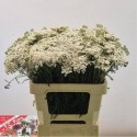 Achillea blanc beauty - Prins, T.C.