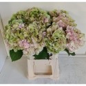 hortensia M CH VERENA CL - Sunny Orchids