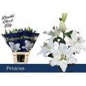 lilium PETACAS - .