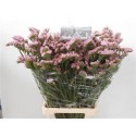 statice PRETTY WINGS - .