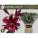 lilium LASTING LOVE 3+ - .